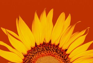 sunflower, photo cred matthias-oberholzer